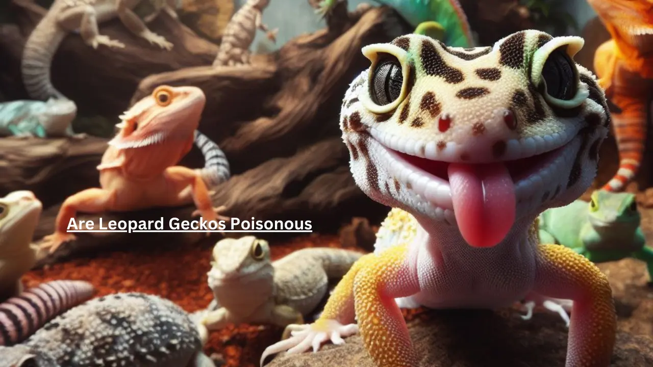 Are Leopard Geckos Poisonous