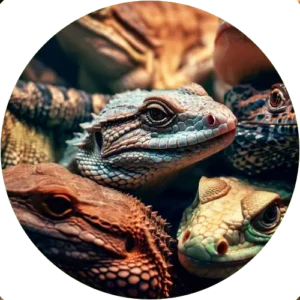 (c) Reptiles-universe.com